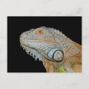 Search for iguanas postcards Reptile