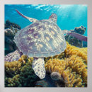 Search for turtle posters Tropical