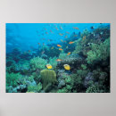 Search for tropical fish posters Animals