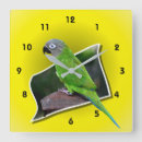 Search for conures posters Nature