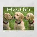 Search for golden retriever postcards Puppies