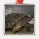 Search for tortoise christmas tree decorations Reptile