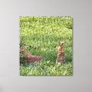 Search for rabbit photography Animals