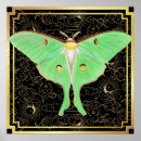 Search for luna moth art Green