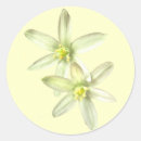 Search for star of bethlehem stickers Stars