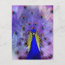 Search for blue peacock bird postcards Digital
