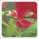 Search for credit stickers Flower