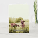 Search for feeding cards Cow