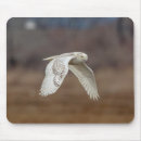 Search for snowy owl electronics Nature