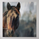 Search for mustang horses posters Equine