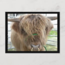 Search for highland cattle postcards Bull