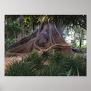 Search for ficus posters Nature