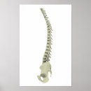 Search for backbone art Connection