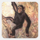 Search for chimpanzee stickers Primates