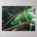 Search for reptile posters Chameleon