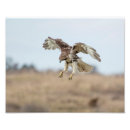 Search for red tail hawk art Wildlife