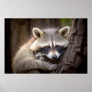 Search for racoon art posters Animal