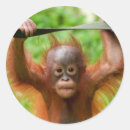 Search for too cute stickers Animal