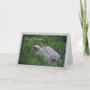 Search for tortoise cards Green