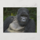 Search for mountain gorillas postcards Africa