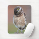 Search for burrowing mousepads Bird