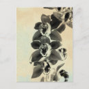 Search for panel photography Orchids