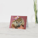 Search for groundhogs Woodchuck