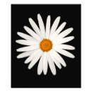 Search for chamomile posters Floral
