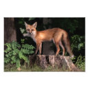 Search for pedestal posters Nature