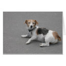 Search for beagle breed cards Cute