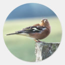 Search for birds finch stickers Finches