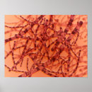 Search for microscope posters Biology