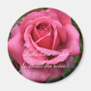 Search for dew magnets Pink