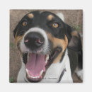 Search for hound photography Animals