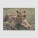 Search for lion tissue paper Wild