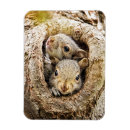 Search for wild squirrel magnets Animals in the wild