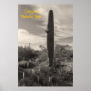 Search for tallness Cactus