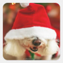 Search for bichon frise stickers Pets