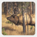 Search for cervus stickers Bull