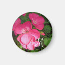Search for geranium magnets Flowers