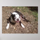 Search for tired dog art Photography