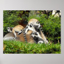 Search for playful posters Animals