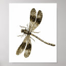 Search for vintage insect posters Dragonflies