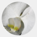 Search for white orchid stickers Nature