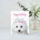 Search for maltese birthday cards Cute