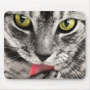 Search for it licks electronics Kitty