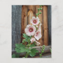 Search for mallow postcards Vintage