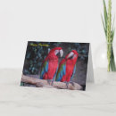 Search for macaw birthday cards Wildlife