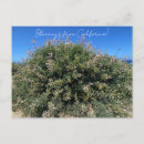 Search for bush postcards California