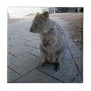 Search for cuddly tiles Wildlife
